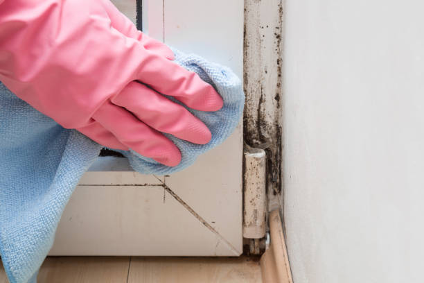 Best Environmental Consulting for Mold Prevention  in Pawcatuck, CT